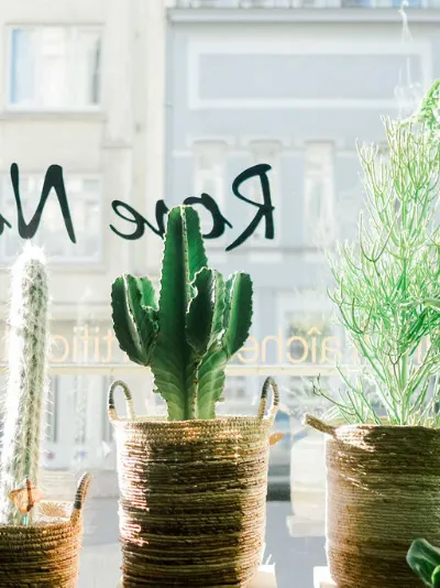 Cactus candélabre et plantes grasses dans des paniers tressés, derrière la vitrine